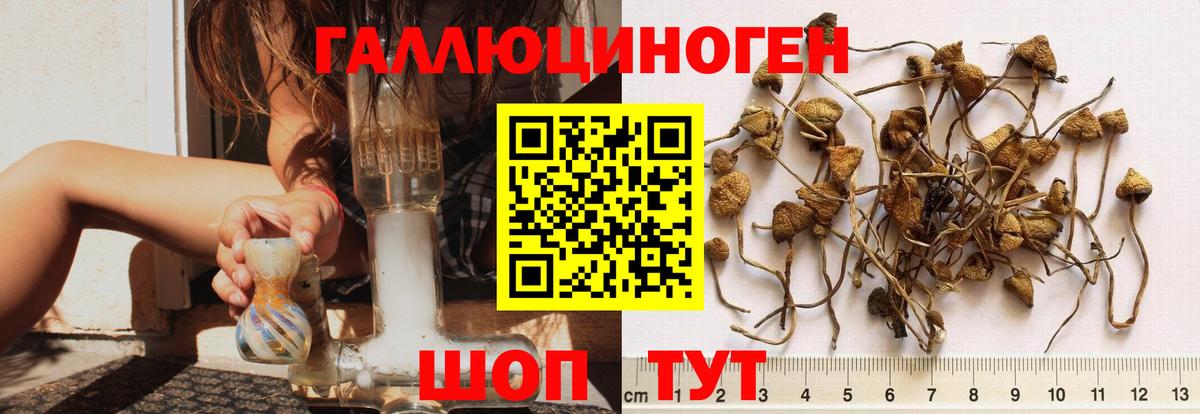 Псилоцибиновые грибы Psilocybe Улан-Удэ